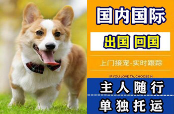 广州宠物托运公司广州宠物托运公司广州宠物托运公司