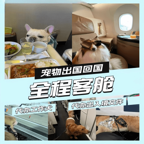 广州宠物托运到白俄罗斯宠物入境规定和要求